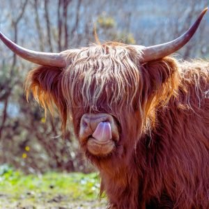 Highland Cow with Tongue Out picture poster print and framed canvas wall art